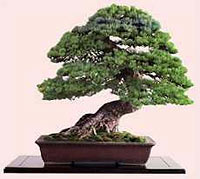 декорирование квартиры растениями бонсаи